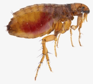 Flea Png Free Download - Flea Png #920357
