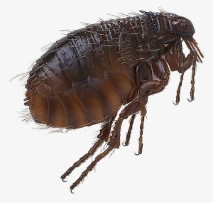 Flea Png Pic - Scott Foresman Science: Grade 3 [book] #920383
