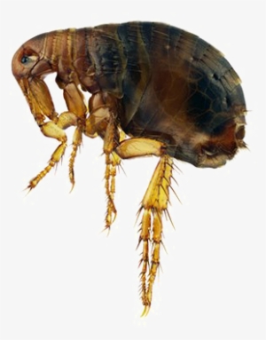 Flea Transparent Image - Super Fleas #920426