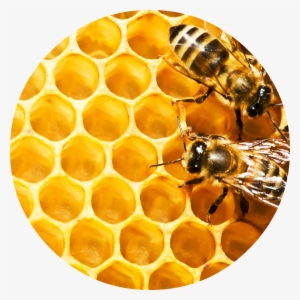 Honeybees Blank Book [book] #920539