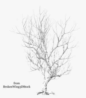 Winter Tree - Зимние Деревья Пнг #920634