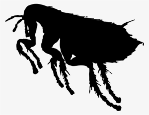 Drawing Bugs Flea Clip - Dog Fleas #920703