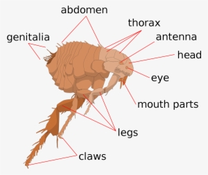 Open - Flea Anatomy #920708