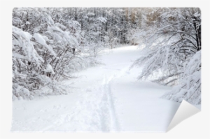 Path In Winter Forest After A Snowfall Wall Mural • - Snow #920922 Path In Winter Forest After A Snowfall Wall Mural • - Snow #920922