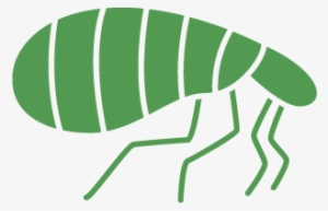 Pest Control Service For Fleas - Pro Pacific Pest Control #921336