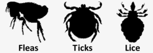 Flea Transparent Images Png - Fleas And Lice #921357