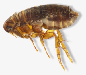 We Apply Flea And Tick Control 3 Times Per Year, Late - Flea #921359