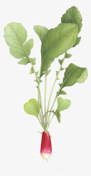 Sparkler Radish - Tattly #921509