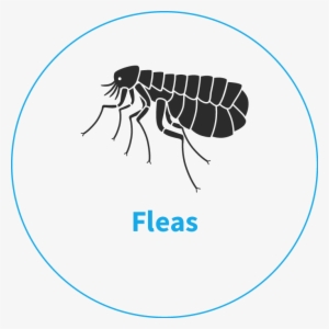 Pest Control Service For Flea Removal And Control Norfolk - Vector Graphics #921943