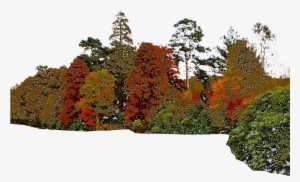 Png Tree Images With Transparent Background #922433