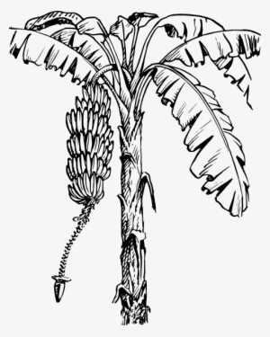 Banana Images At Getdrawings Com Free For - Banana Plant Black And White #922731
