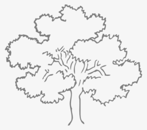 28 Images Of Oak Tree Template - Clip Art Trees Black And White #922808