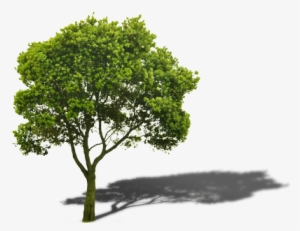 We Created The Trade A Tree Program To Allow Anyone - Imagenes De Arboles Png #923006