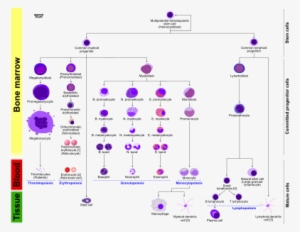 More Detailed And Comprehensive Diagram That Shows - Hematopoiesis In Humans #923189