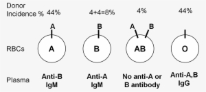 Abo Group Antigens And Isohemagglutinins In Corresponding - Diagram #923568