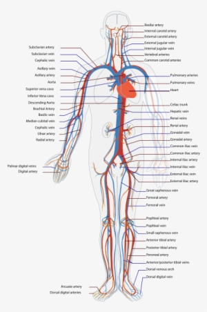 This Illustration Of The Circulatory System Shows Where - Blood Vessels And Heart Diagram #923715