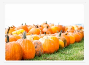 Pumpkins 1 - Pumpkin #924368