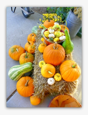 Pumpkins And Gourds #924755
