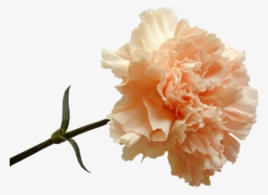 Florais - Peach Carnation #925662