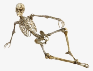 Adult Content Safesearch Skeleton Bones Anatomy Human - Skeleton Transparent #925664