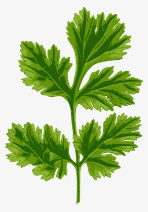 Big Image - Coriander Leaf #925717