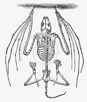 Vector Black And White Stock Anatomical At Getdrawings - Black And White Halloween Clip Art Skeleton #925852