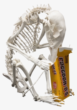 Jpeg - Png - Skull #925907