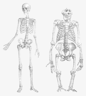 Primatenskelett Drawing Transparent - Ape And Human Skeleton #925926