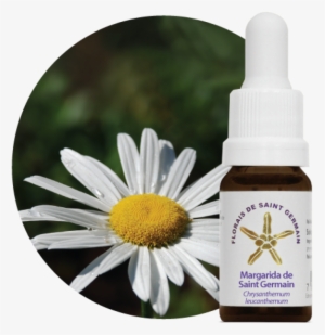 Floral De Saint Germain Margarida De Saint Germain - Florais De St Germain Middle-aged, .33 Fluid Ounce #925950