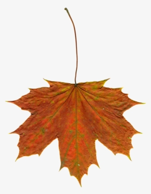 Free Photo Leaves Autumn Clipart Image On Pixabay Png - Liście Jesienne #925999