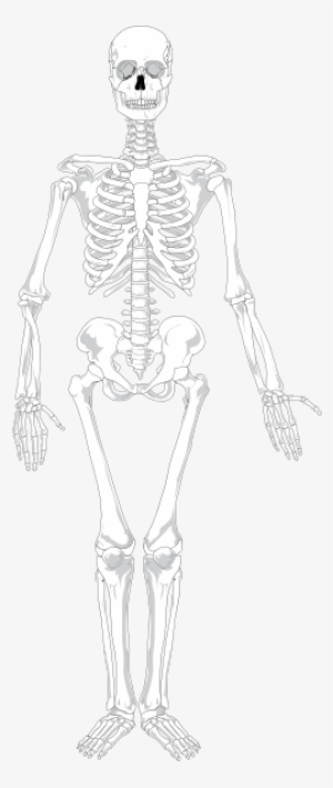Human Skeleton Clip Art At - Axial Skeleton X Ray #926044