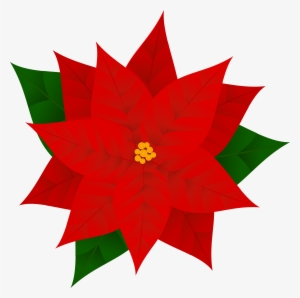 Poinsettia Plants, Phytochemicals, Poinsettia, Red - Poinsettia Clipart #926124