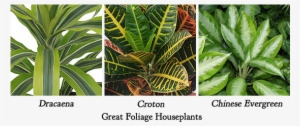 Group Houseplant Arrangement Edited-1 - Foliage House Plant #926380