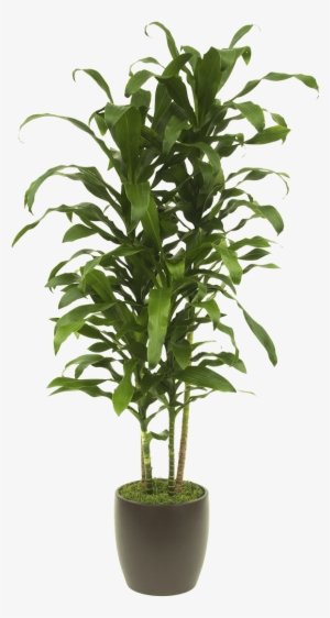 Michiko - Bambou En Pot Intérieur #926407