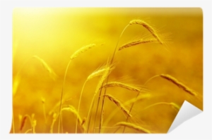Yellow Grain At Sunset With Lens Flare Wall Mural • - Gold #926517