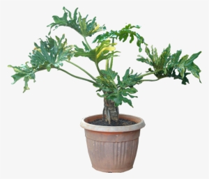 Reduce Indoor Pollution & Stress At Home And The Office - Transparent Background Plants Transparent #926520