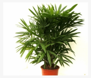 Lady Palm In House Plant - Lady Palm Plant #926746