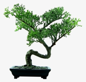 Download Bonsai Tree Png Image - Bonsai Png #926948