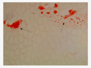 Cross Section Of Masseter Muscle Of Cow - Painting #927927