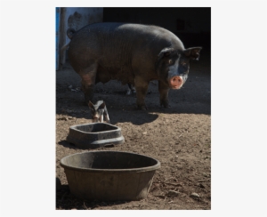 Domestic Pig #928059