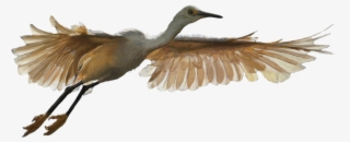 Daybreak-egret - Sandhill Crane #9202033