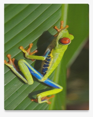 Red-eyed Tree Frog #9203081