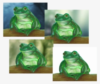 Background Changes - Green-eyed Tree Frog #9203144