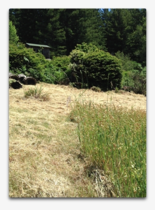 Cut Grass Albedo - Grass #9203971