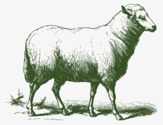 Grass Fed Lamb - Vintage Sheep Drawing #9204001