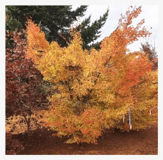 Deciduous Trees - American Larch #9204721