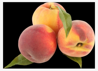 The Peach Is A Deciduous Tree - Portable Network Graphics #9204791