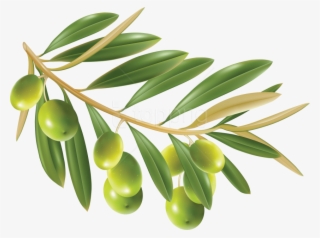 Free Png Olives Png Images Transparent - Olive Png #9205485
