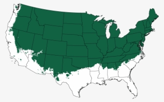 Sungold Sawara Cypress Tree Form - Tulsa Oklahoma On A Map #9205744