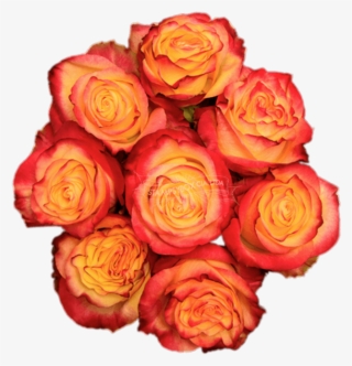 News Flash - Floribunda #9208595